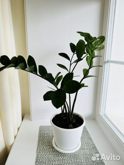 Замиокулькас