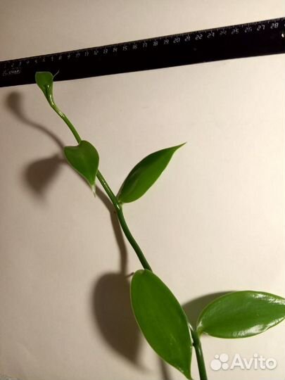 Орхидея ваниль (черенки) возможен обмен