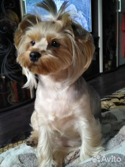 Йоркширский терьер вязка девочка