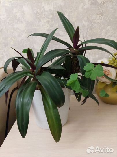 Цветок комнатный Рэо с ооршком