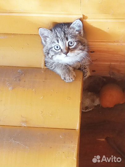 Котята в добрые руки бесплатно