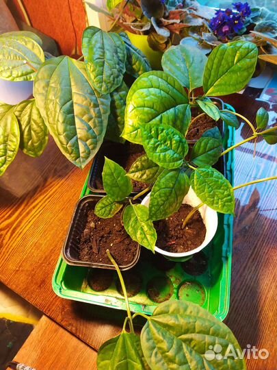 Клеродендрум госпожи Томпсон