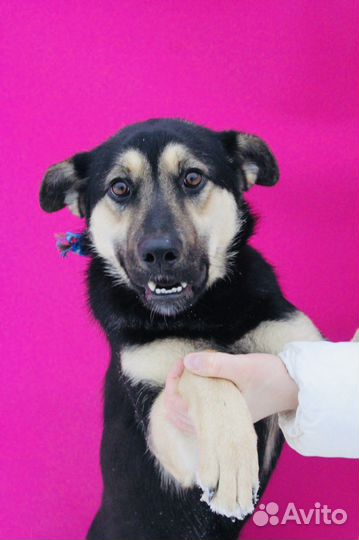 Рут ищет семью