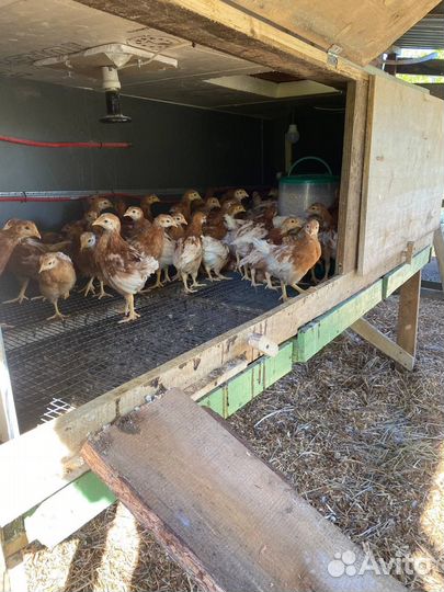 Цыпленок Ломан Браун