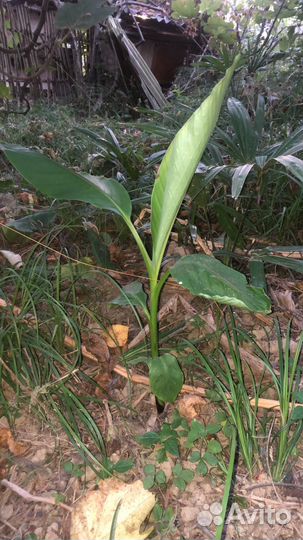 Пальма трахикарпус