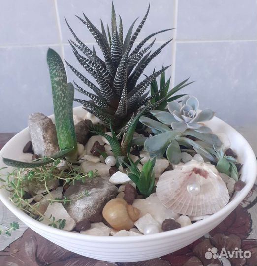 Садик из суккулентов