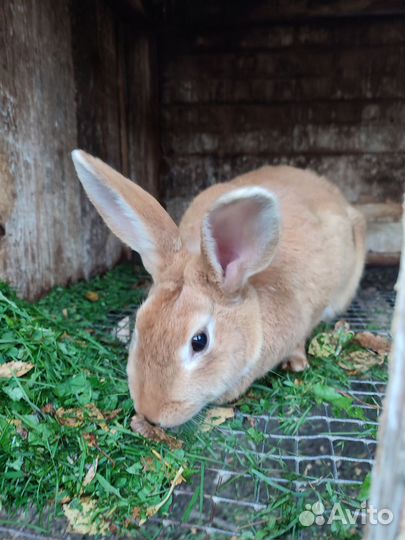 Кролик