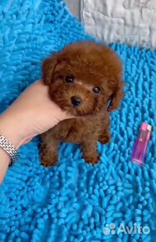 Китайский королевский пудель. Карликовый пудель нестриженный. Французский пудель карликовый. Той пудель китай. Мини той пудель китаец бейби фас.