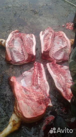 Мясо свинина