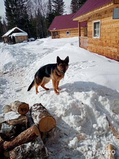 Овчарка немецкая