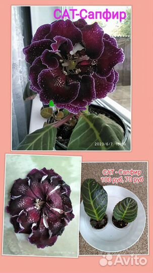 Глоксинии махровые сортовые, листики, детки