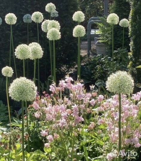 Лук Аллиум декоративный Маунт Эверест