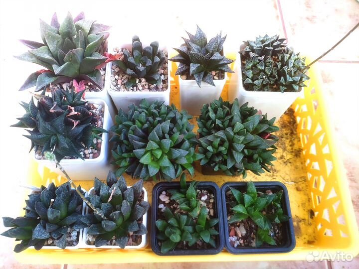 Хавортии коллекционные