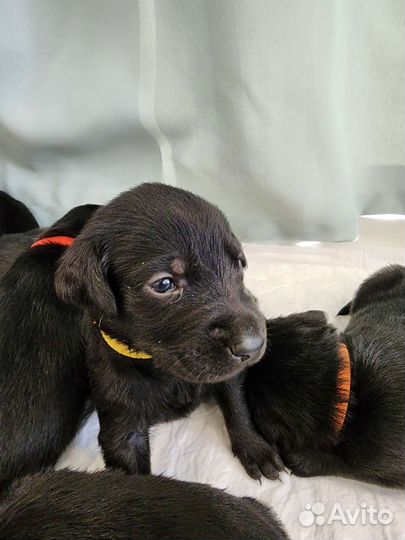 Щенки лабрадора