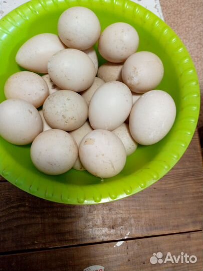 Утиные яйца