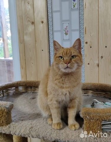 Рыжая красотка из Донбасса