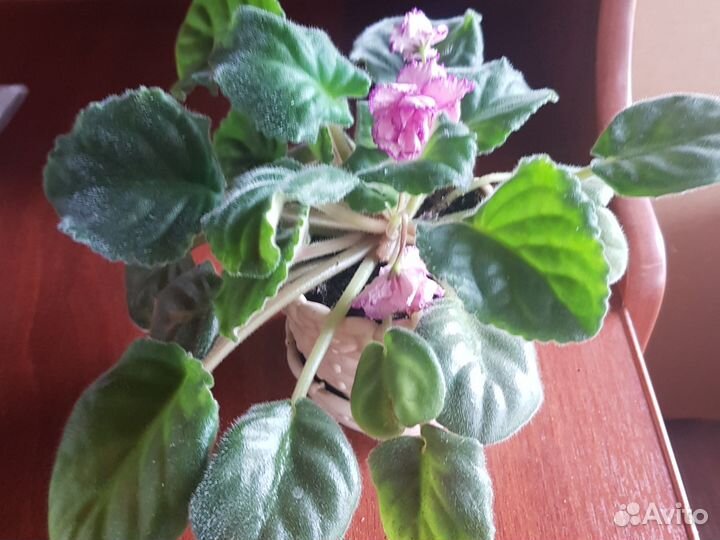 Продаю свои фиалки