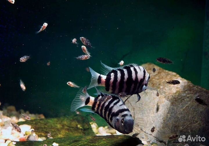 Цихлазома чернополосая