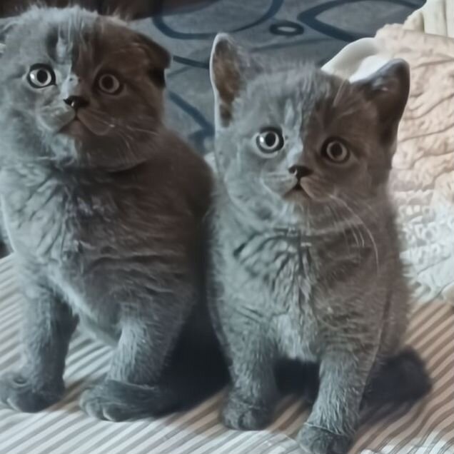 Британский короткошёрстный котёнок