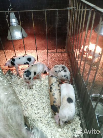 Продам поросят