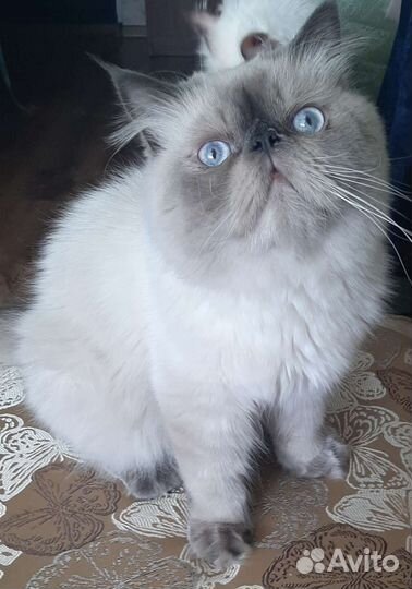 Кот для вязки