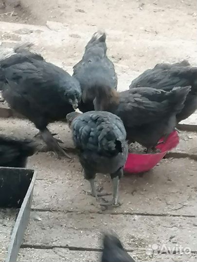 Куры петухи