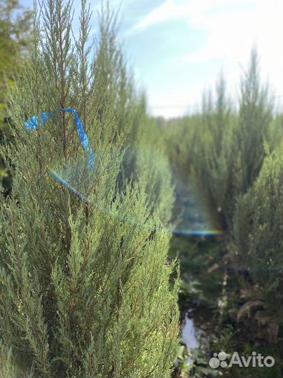 Можжевельник Блю Эроу из питомника 2,6 м