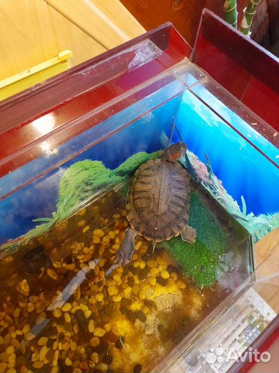 Аквариум С черепашкой