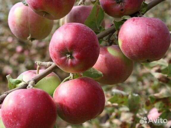 Саженцы яблони