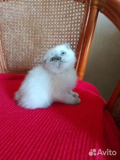 Продам шотландских котят