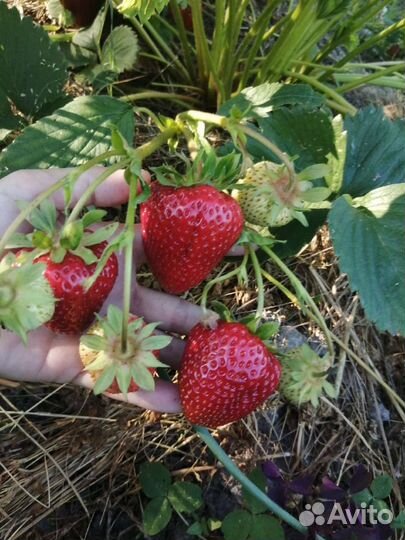 Рассада клубники, бронь