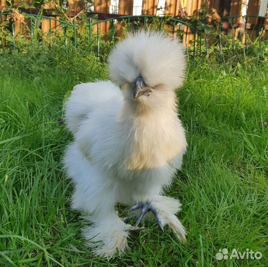 Петух китайский шелковый