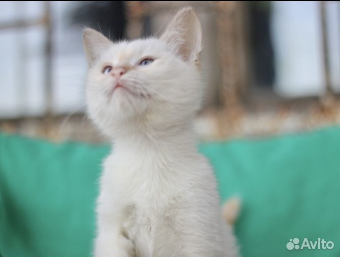 Котёнок мальчик в добрые руки