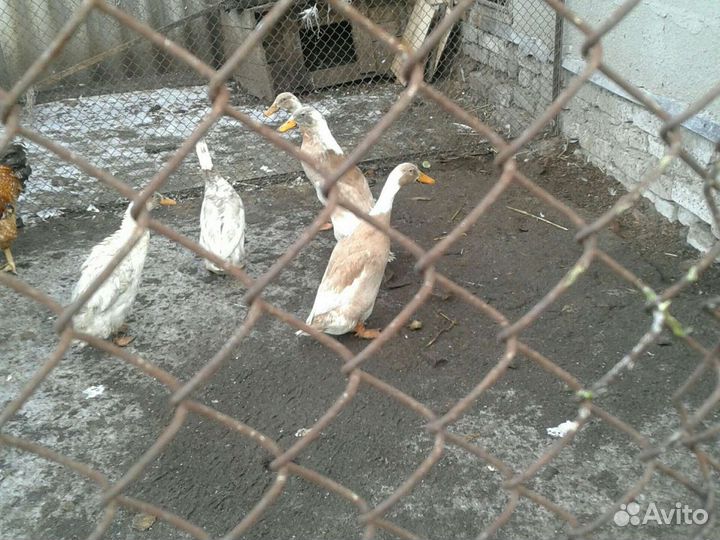 Утята,индюшата,цыплята