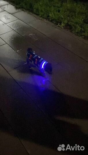 Ошейник для собак