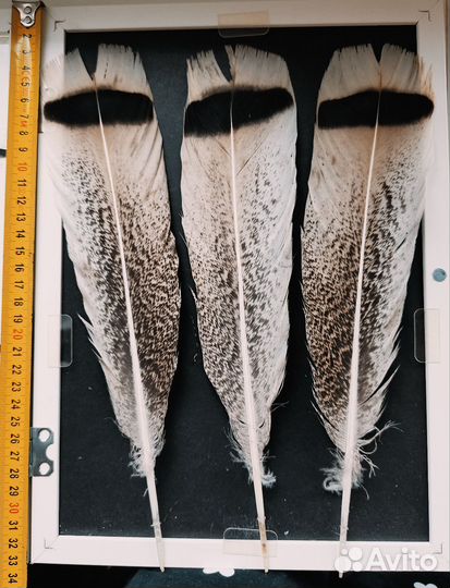 Перья птиц