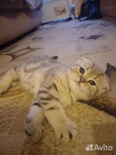 Шотландские вислоухие котята