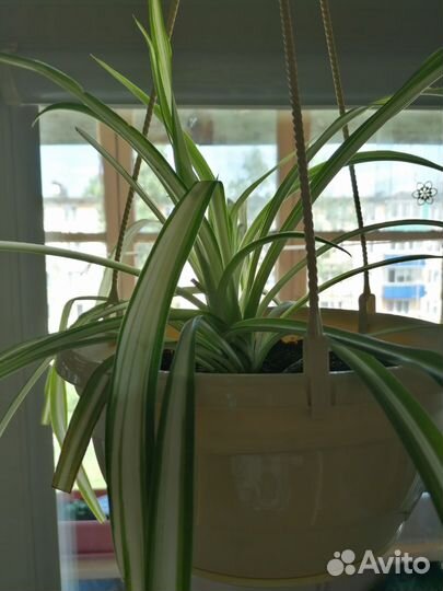 Шикарный хлорофитум хохлатый