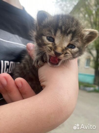 Отдам котят