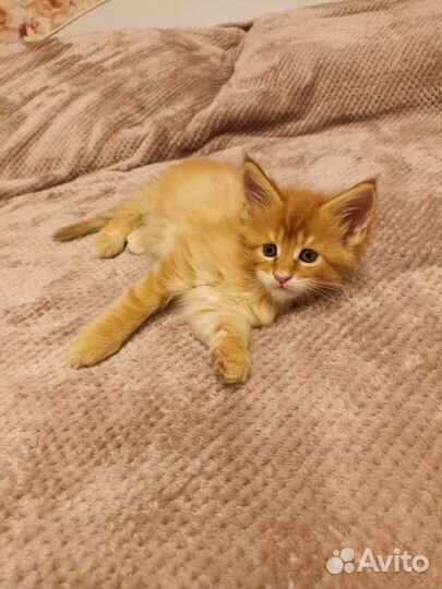 Котята мейн-кун