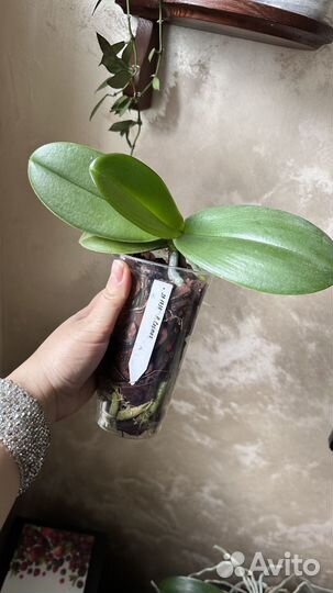 Орхидея фаленопсис