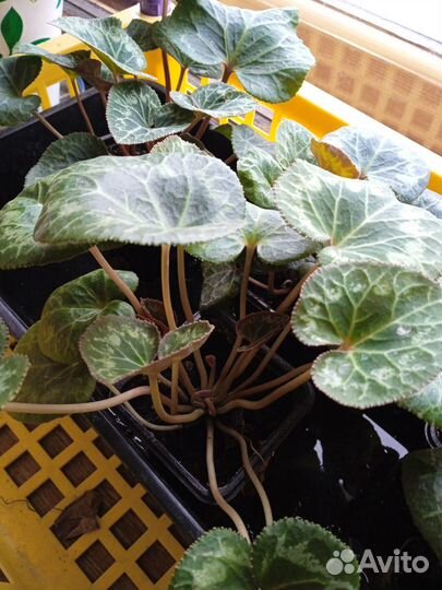 Гибискус махровый, цикламен