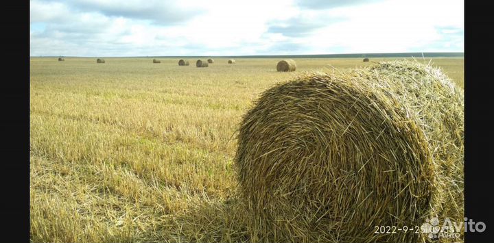 Суданка в рулонах