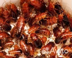 Туркменские тараканы живые и замороженные