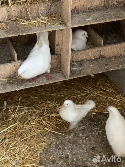 Продажа голубей