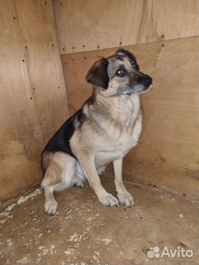 Простая собака таких не выбирают, но это целый мир