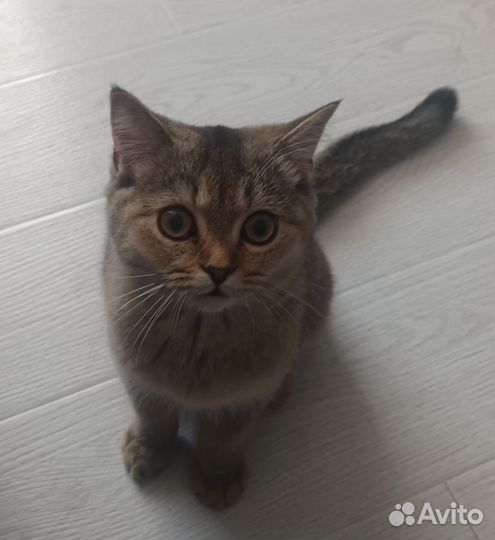 Кошка