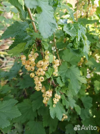 Белая, красная смородина