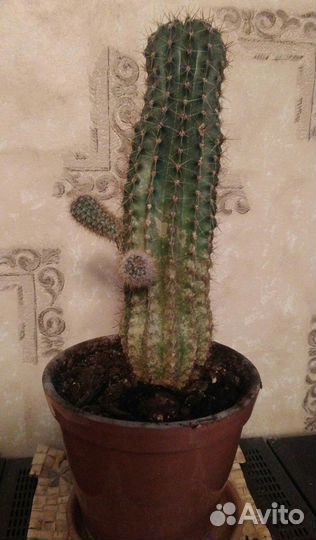 Кактусы разные