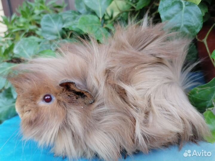 Морские свинки